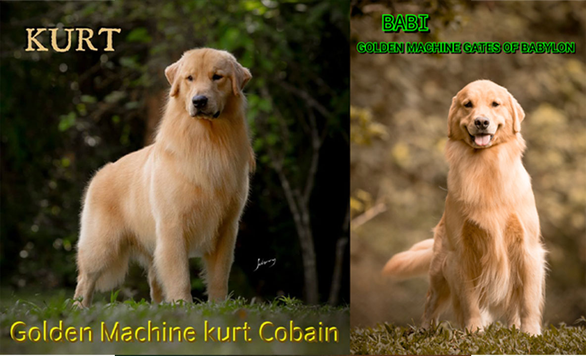 Filhotes Golden Retriever Kurt e Babi